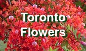 Flowers Toronto